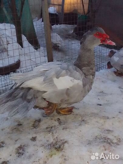 Мускусные утки, утята, селезни