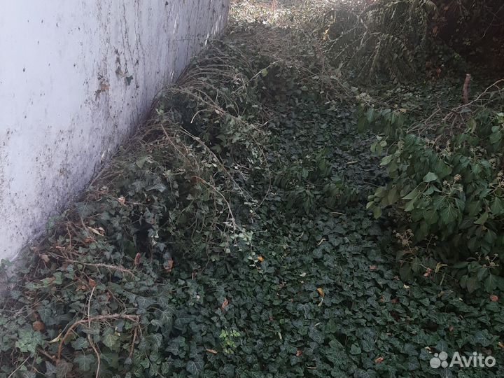 Плющ (hedera)вечнозеленый