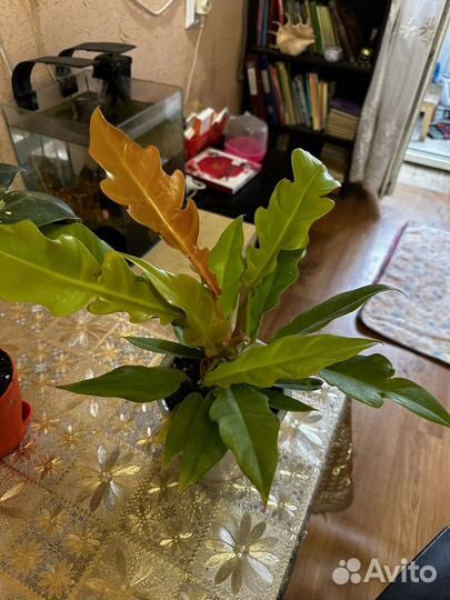 Филодендроны