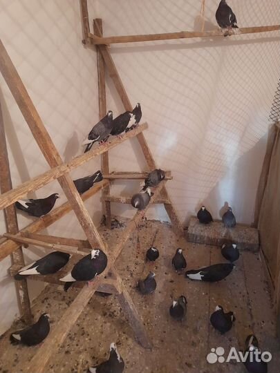 Голуби Николаевские элитные