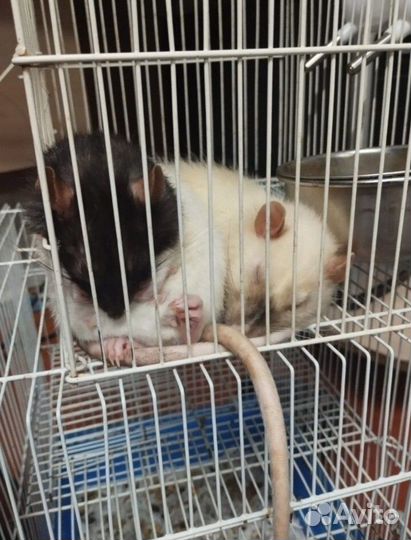 Крысята дамбо