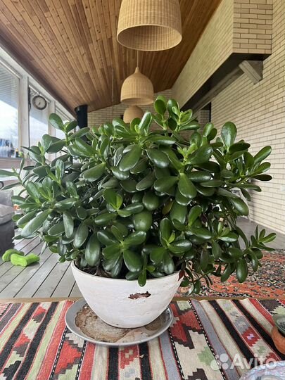 Толстянка красула денежное дерево