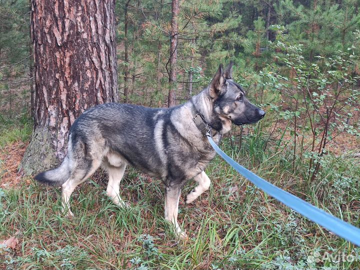 Вязка вео (Восточноевропейская овчарка)