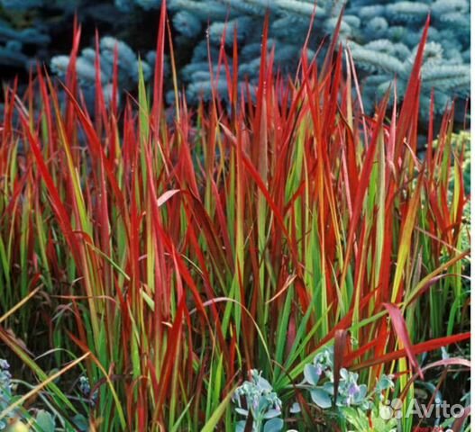 Осока императрица Ред Барон