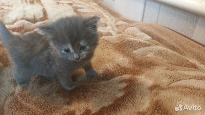 Британские котята