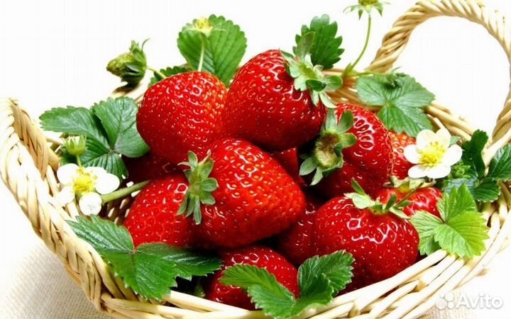 Разнорабочие на сбор клубники. Проезд