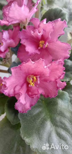 Сортовые фиалки