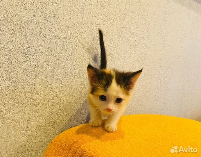 Кошечка в добрые руки