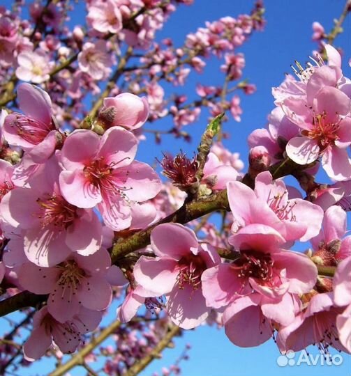 Саженцы Нектарина «Лола»