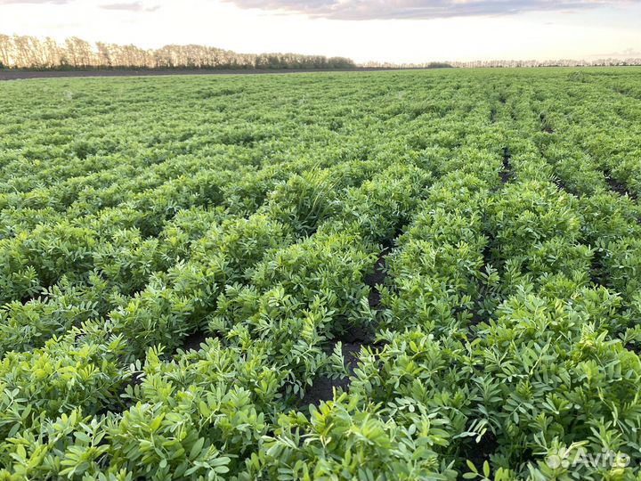 Элитны семена красной чечевицы