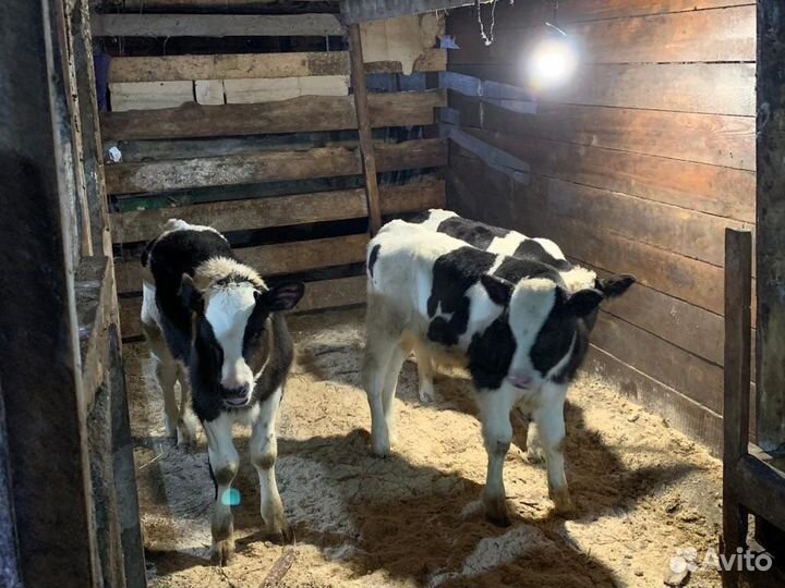 Молоко,сметана,творог