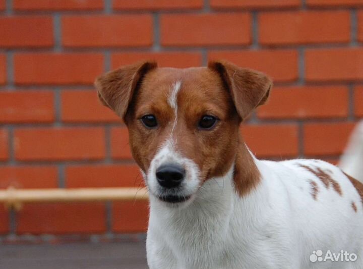 Дрт, племенной кобель, бесплатно