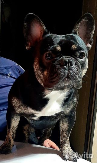 Французский бульдог кабель вязка