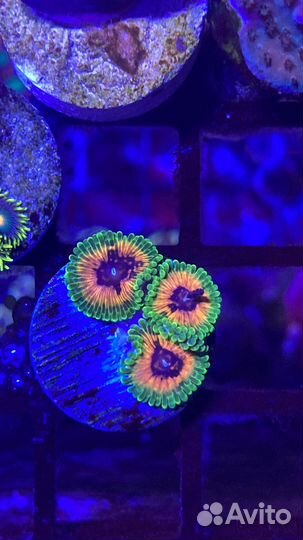 Живые кораллы для аквариума