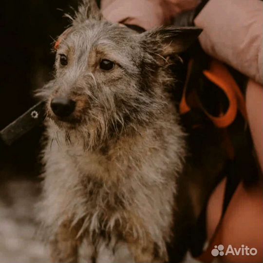 Собака в дар