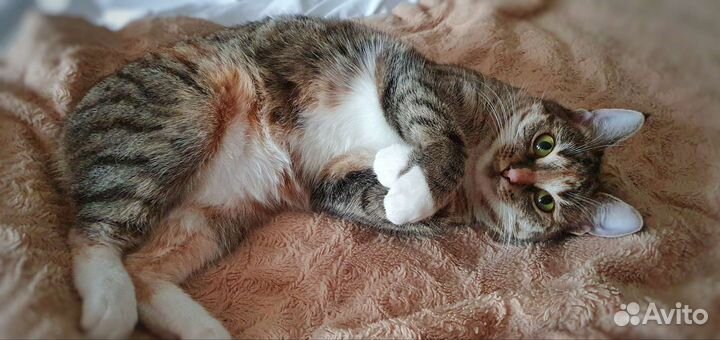 Лучшая кошка