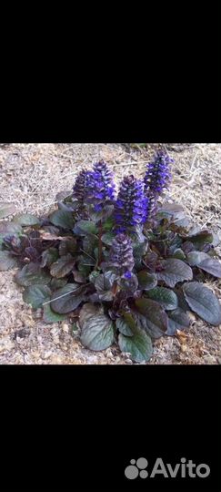 Живучка растение