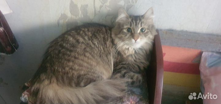 Пуша - сибирячка 1,5 года