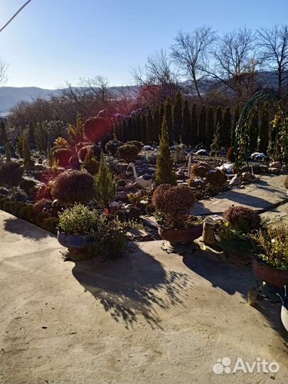 Туи разных сортов