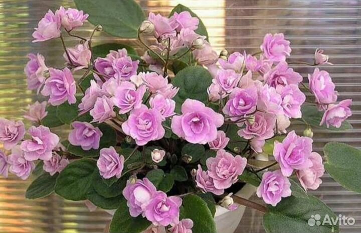 Взрослые фиалки разных сортов