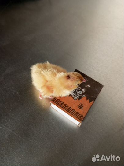 Техасский перепел