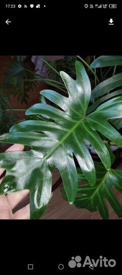 Филодендроны в ассортименте