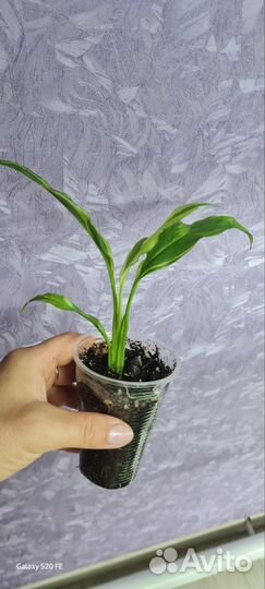 Спатифиллум дели индонезия