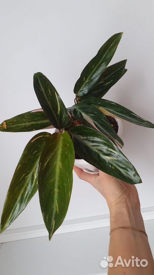 Строманта меджик стар