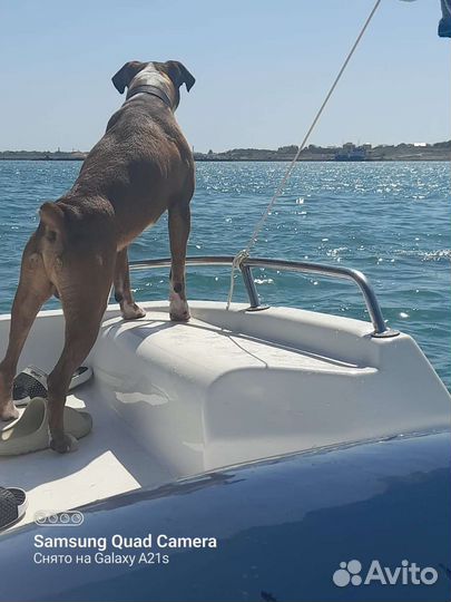 Боксер вязка