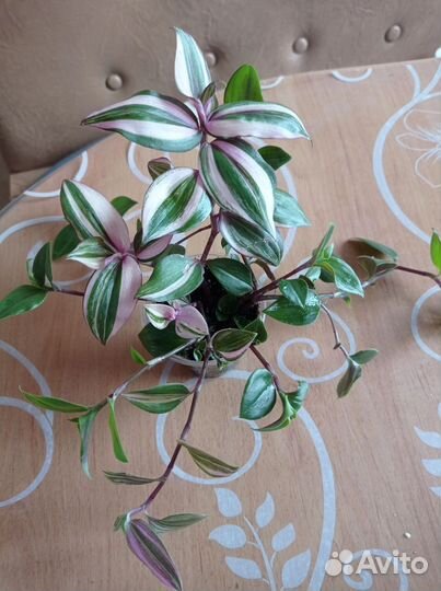 Сортовые традесканции,рэо,циссус