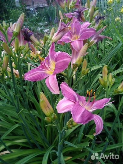 Ирисы,пионы, анемон, лилейник