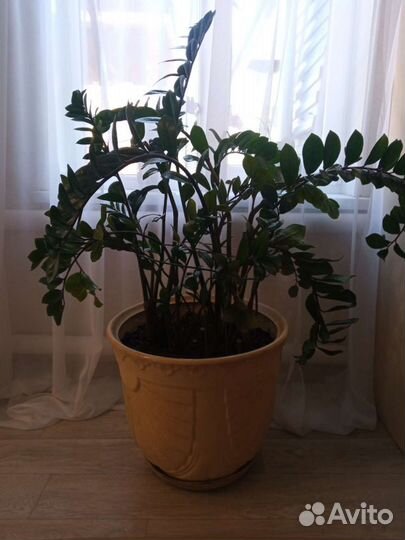 Замиокулькас домашние цветы