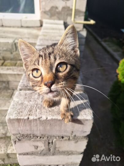 Кошка мышеловка