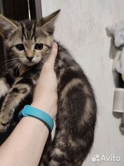 Котенок в добрые руки