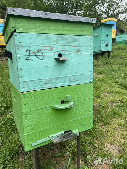 Улей с пчелами