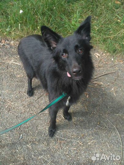 Собака в добрые руки