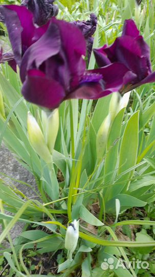 Ирис карликовый