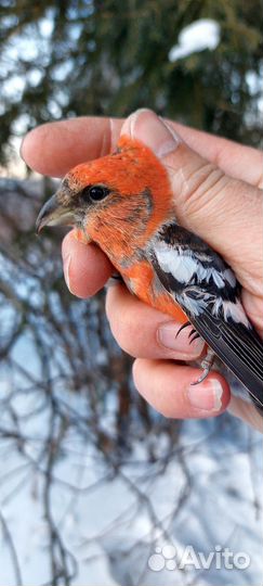 Лесные птицы