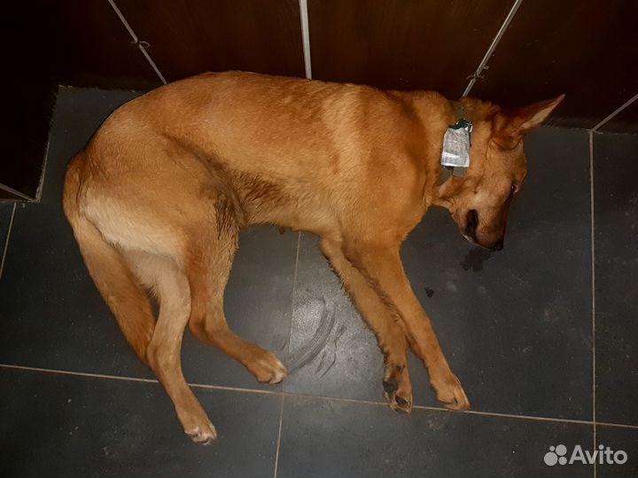 Брошенный пёс