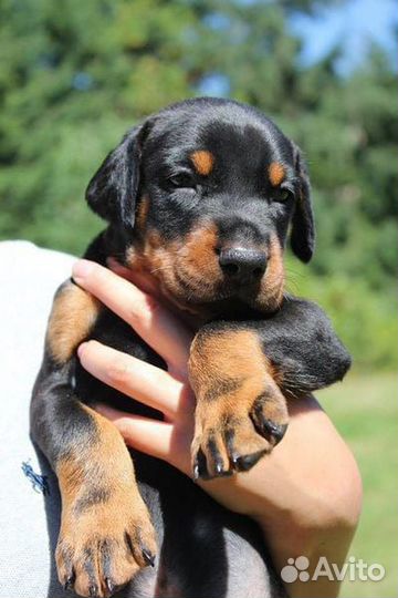 Щенки добермана