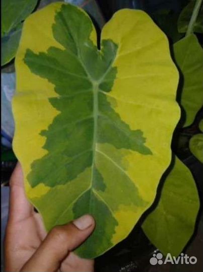 Колоказия gigante Hook. f. variegated