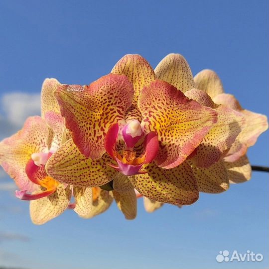 Орхидея фаленопсис Абба (Phalaenopsis Abba)