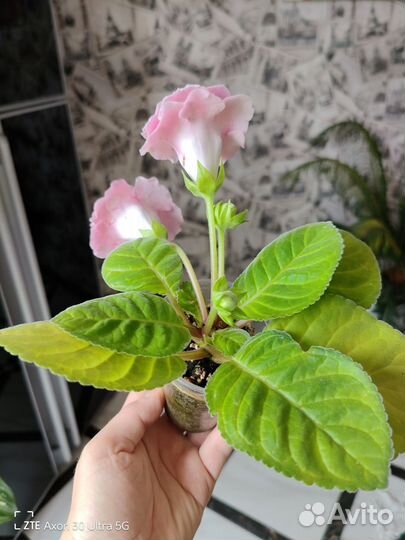 Глоксиния махровая