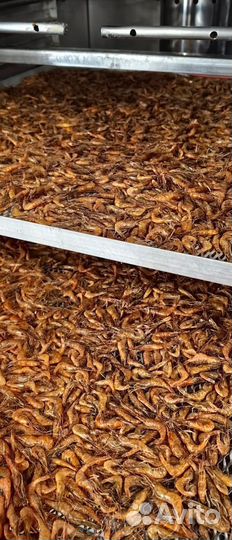 Креветка черноморская, сухой заморозки