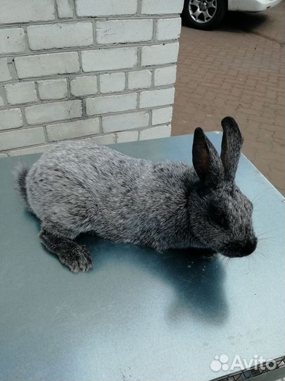 Кролики - Серебро