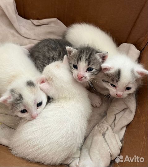 Котята