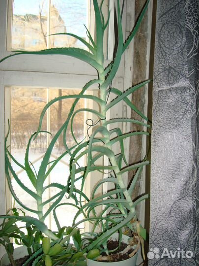 Продаю алой (столетник)