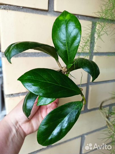 Хойя Обскура, Кландестина, Виола