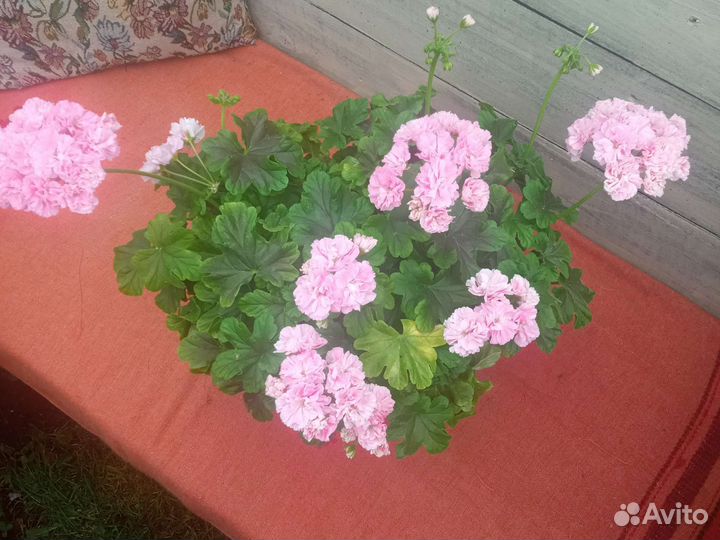 Kvarnlyckans Anna-Jeanette, Odensjö Made in Sweden