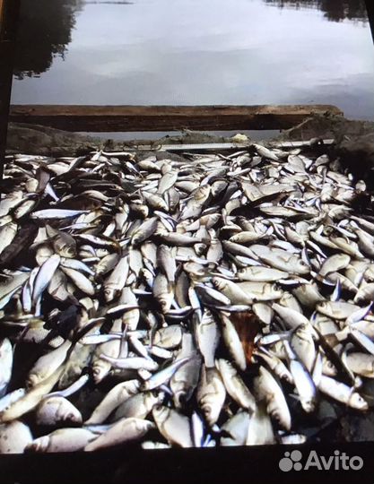 Продам малька белого карася